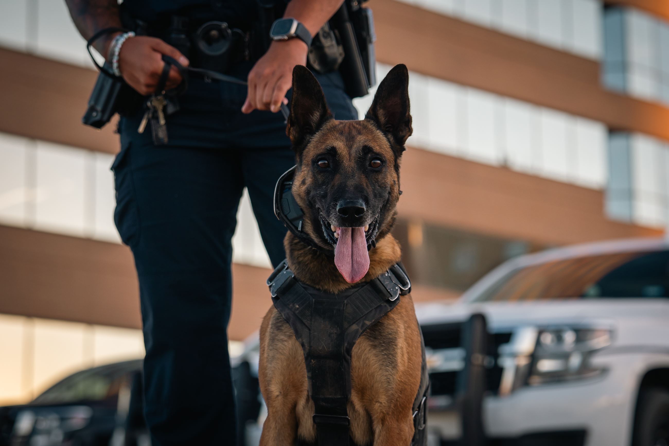PD Dog - K9-3